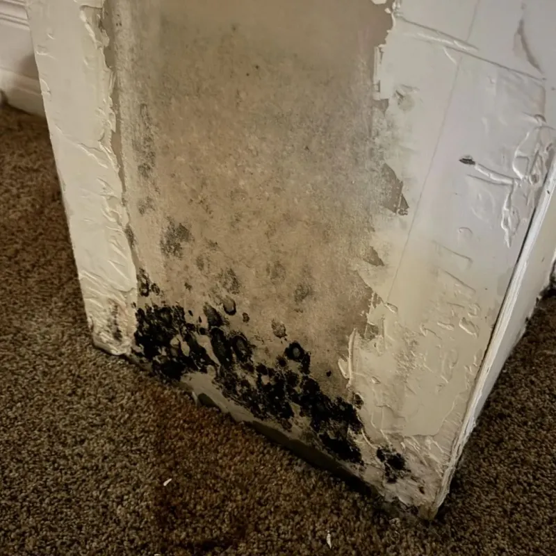 Professional Mold Removal in Navasota, TX